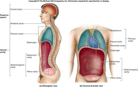 body cavities Body Cavities, Human Anatomy Picture, Tissue Biology, Thoracic Cavity, Anatomy Flashcards, Anatomy Images, Salman Khan Photo, College Nursing, Human Body Anatomy