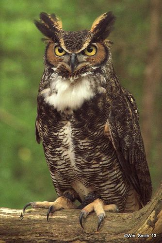 Great Horn Owl, Owl Great Horned, Great Horned Owls, Great Horned Owl Aesthetic, Great Horned Owl Photography, Owl Photography, Owl Artwork, Owl Pictures, Great Horned Owl