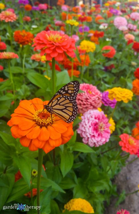 How to Grow Zinnias for a Quick, Colourful Garden - Garden Therapy Colourful Garden, Zinnia Garden, Plants That Attract Butterflies, Boston Garden, Whimsical Cottage, Summer Flowering Bulbs, Garden Therapy, Succession Planting, Growing Dahlias