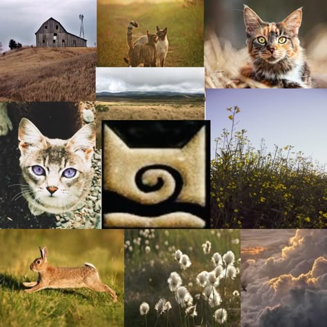 Windclan Aesthetic, Cat Therian Aesthetic, Wc Aesthetic, Wc Wallpaper, Warrior Cats Scourge, Warriors Erin Hunter, Warrior Cats Funny, Warrior Cats Books, Warrior Cats Fan Art