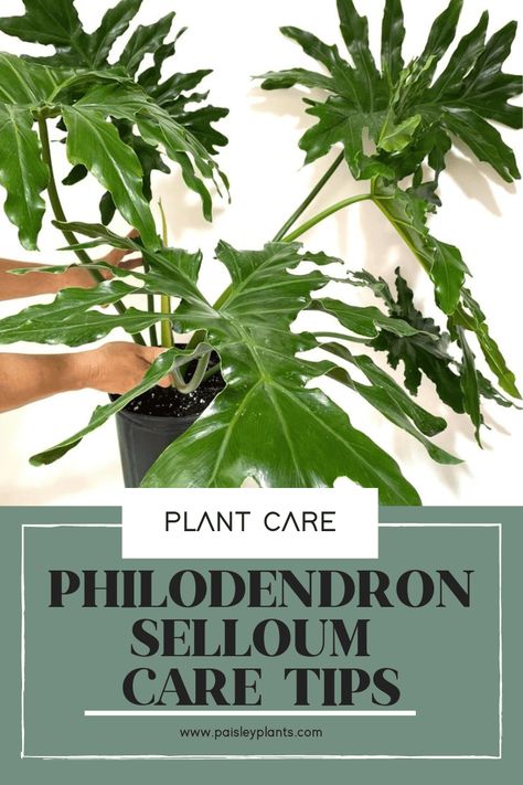 Want to add an exotic and tropical feel to your space? The Philodendron Selloum would be an excellent choice! It's a super easy plant to care for and provides the purifying qualities for the air we all want! See you over at the blog for a complete the care guide! Philodendron Plant Care Tips, Philodendron Selloum Care, Selloum Plant, Propagate Philodendron, Philodendron Plant Care, Philodendron Selloum, Philodendron Care, Plants Care, Plant Care Tips