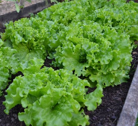 Onion Companion Planting, Growing Marigolds, Tattoo Plant, Lettuce Seeds, Growing Lettuce, Seed Germination, Growing Tomatoes, Edible Plants, Companion Planting