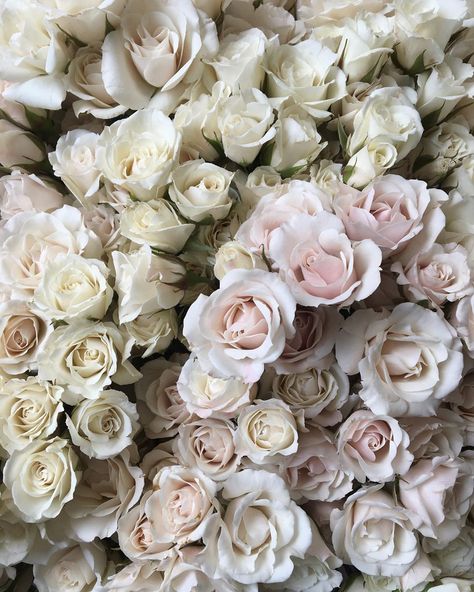 B O T A N Y {floral studio} on Instagram: “Love Majolica spray roses.” Pink Majolica Spray Rose, Majolica Spray Rose, Floral Studio, Spray Roses, August 15, Botany, Roses, Spray, Flowers