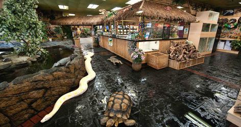 It's a slithery good time. Reptile Store, Reptile Shop, Reptile Zoo, Reptile House, Reptile Room, Rabbit Cages, Reptile Terrarium, Turtle Tank, Reptile Enclosure