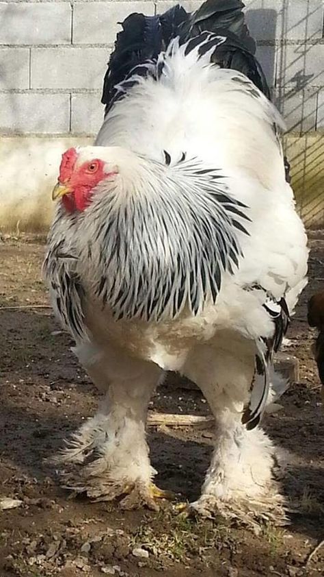 Merakli, a Brahma chicken who lives on a farm in Kosovo, is 3ft tall and weighs a whopping 7.7kg Giant Chicken Breeds, Chicken Shoes, Huge Chicken, Big Rooster, Brahma Chicken, Giant Chicken, Aesthetic Animals, Biggest Chicken, Fancy Chickens