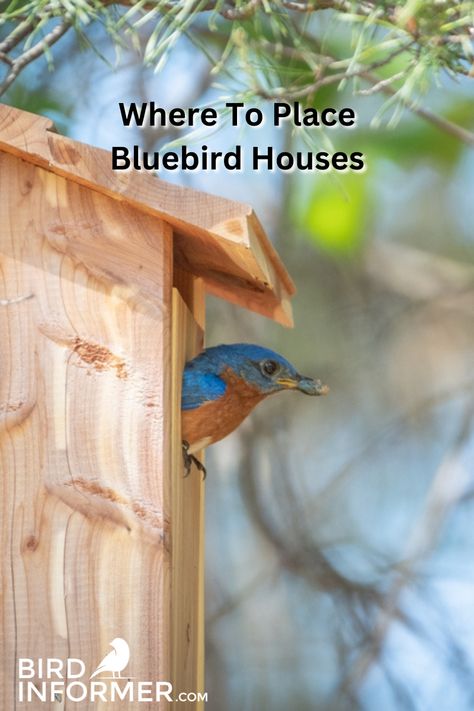 Diy Bluebird House, Bluebird House Plans Diy, Bluebird Houses, Blue Bird House, Blue Bird Houses Diy, Bluebird House Plans, Bluebird, Backyard Birds Watching, Bird House Plans Free