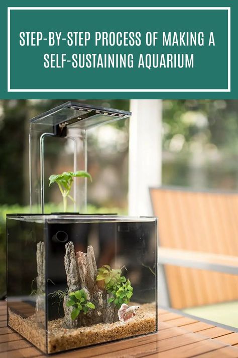 Aquariums are wonderful. The idea of having a self-sustaining aquarium can be seen as a simple thought: everything you need is already there, you just need to connect it together. In this article, you'll learn how you can make a self-sustaining aquarium. #aquariumcare #aquariumfaq Fish Tank Diy, Small Fish Tanks, Diy Fish Tank, Saltwater Fish Tanks, Aquarium Air Pump, Live Aquarium Plants, Self Sustaining, Diy Tank, Fish Home