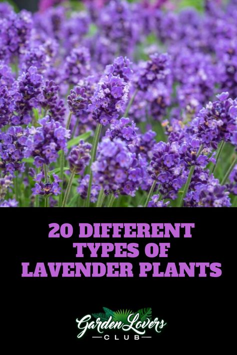 Lavender Plants Outdoors, Lavender Plants Landscaping, Types Of Lavender Plants, Types Of Lavender, Plants Types, Lavender Plant Care, Lavender Types, Lavender Hedge, Spanish Lavender