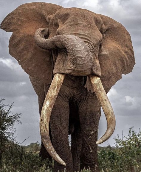 African Animals Photography, African Forest Elephant, African Bush Elephant, Bull Elephant, Elephant Photography, Elephant Pictures, Elephants Photos, Wild Animals Pictures, Save The Elephants