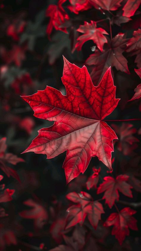 Leaves Wallpaper Iphone, Iphone Wallpaper Blur, Black And Blue Wallpaper, London Wallpaper, Xiaomi Wallpapers, Lifestyle Content Creator, Wallpaper Minimalist, Joker Pics, Amoled Wallpapers