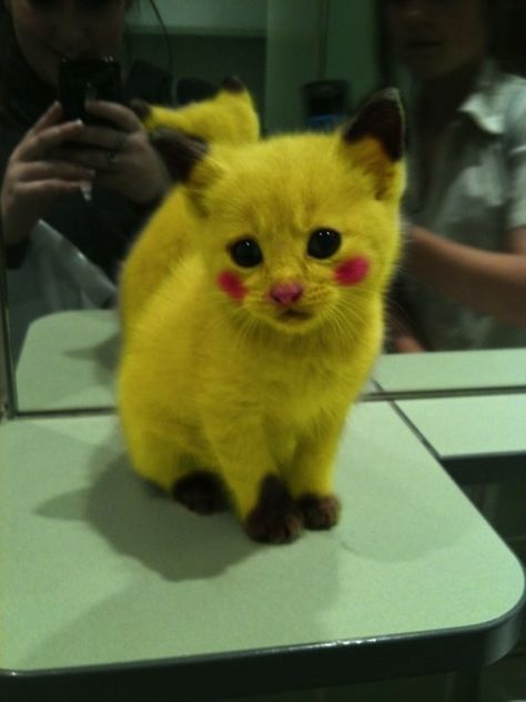 Sad Pikachu | The 60 Greatest Pet Costumes EVER Pikachu Cat, Cat Pokemon, Söt Katt, Image Chat, Madara Uchiha, Pet Costumes, Cute Kittens, Funny Animal Pictures, 귀여운 동물