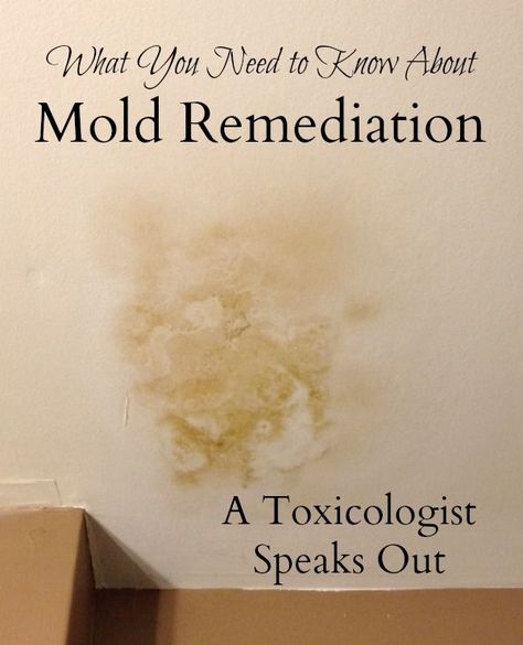 Does mold remediation work? A leading toxicologist encourages consumers to be cautious. Moldy House, Best Mold Remover, Mold Poisoning, Diy Mold Remover, Kill Mold, Mold Toxicity, Mold Illness, Mold Prevention, Mold Exposure