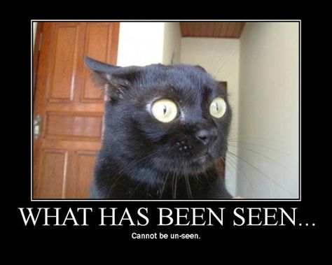 "What has been seen...cannot be unseen" origins and meme Monday Humor, Cat Posters, Crazy Cat Lady, Bones Funny, Crazy Cats, Cat Memes, Animal Pictures, Funny Cats, Feline