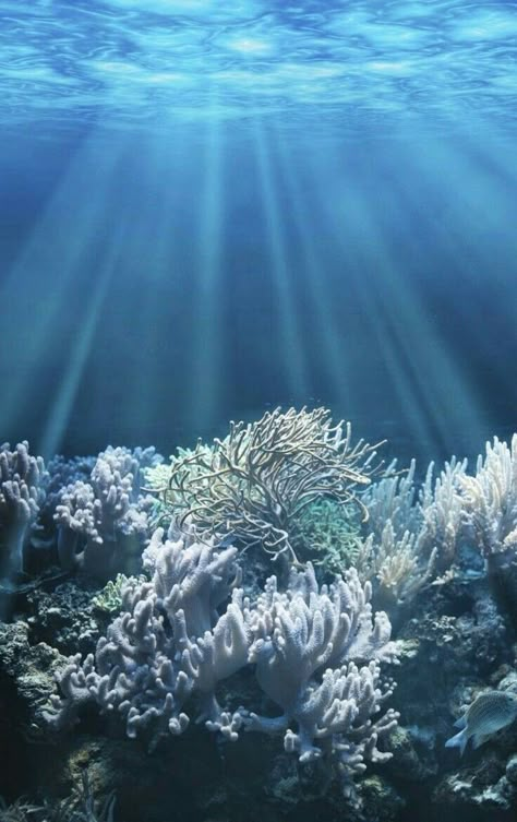 Blue white green sea Coral Bleaching, Fauna Marina, Underwater Scene, Under The Ocean, Arte Van Gogh, Splash Art, Underwater Photography, Sea And Ocean, In The Ocean