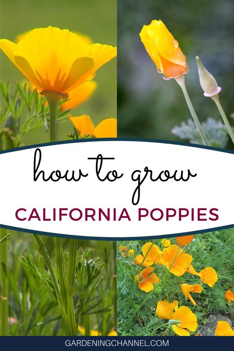 Learn how to grow California poppies. Follow these gardening tips to grow your own golden poppies. #gardeningchannel #flowergardening #growingpoppies #goldenpoppies #gardening Poppy Flower Garden, Golden Poppies, Growing Poppies, Corner Garden Ideas, Xeriscape Front Yard, Planting Poppies, Mailbox Landscaping, Space Garden, Poppy Garden