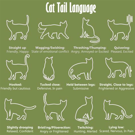 Cat Poses Meaning, Warrior Cats Tail Signals, Cat Tail Meaning, Interesting Cats, Cat Tail Language, Cat Body Language, Cat Pupils, Oreo Cat, Sign Language Chart