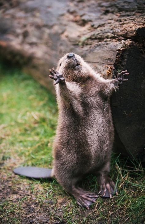 Baby Beaver, Tattoo Nature, Animals Tattoo, Praise The Sun, Cute Animal Pictures, Rodents, Sweet Animals, An Animal, Animal Photo