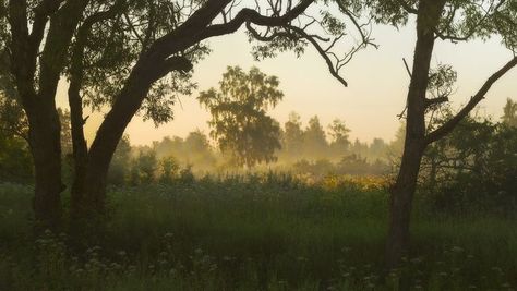 Summer Aesthetic Banner, I Miss Us, You're On My Mind, Miss Us, You My Love, Early Mornings, I Want To Cry, Forest Wallpaper, Aesthetic Nature