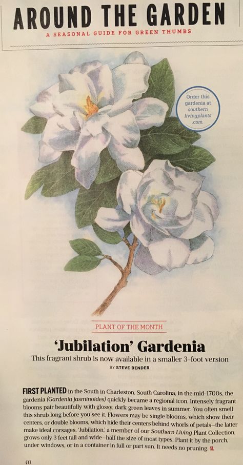 Jubilation Gardenia Jubilation Gardenia, Gardenia Tattoo, Steel Magnolias, Hydrangea Garden, Patio Garden Design, Dream Backyard, Garden Stuff, Southern Living, Green Thumb