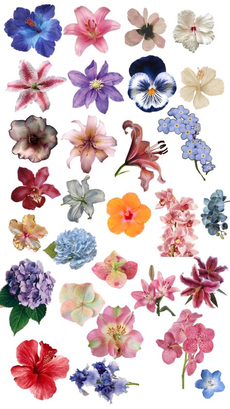 Flowers Flowers Reference, Flower Reference, Design Of Flowers, Collage Project, Collage Pieces, Flower Types, Natural Form Art, Whimsical Flowers, Caracter Design