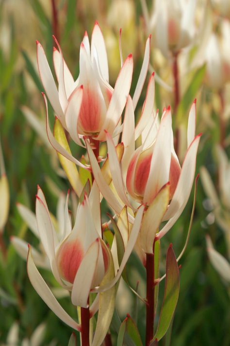 Pond Garden, Australian Native Garden, Protea Flower, Australian Flowers, Australian Native Flowers, Australian Plants, Australian Garden, Balcony Plants, Australian Native Plants