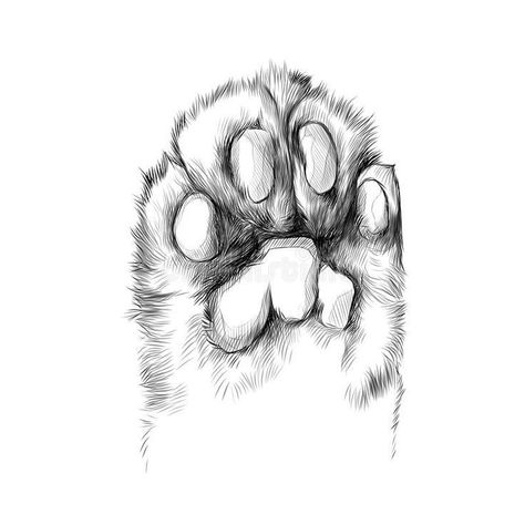 Kitty Paws Drawing, Paw Sketch, Cat Paw Drawing, Paw Drawing, Cats Art Drawing, Animal Drawings Sketches, Cat Sketch, Cat's Paw, Drawing Faces