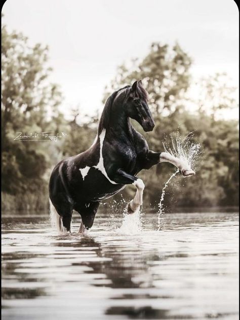 Cute Horse Pictures, Beautiful Horse Pictures, Horse Inspiration, Horse Wallpaper, Horse Aesthetic, Most Beautiful Horses, Majestic Horse, All The Pretty Horses, Horse Equestrian