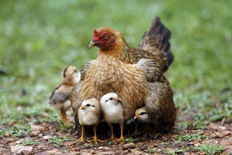 A mom, doing what she does best, protecting her children.  Hen and her chicks. Beautiful Chickens, Chickens And Roosters, Chicken Breeds, Hens And Chicks, Raising Chickens, Baby Chicks, Chickens Backyard, Animal Photo, 귀여운 동물