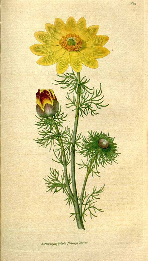 2853 Adonis vernalis L. / Botanical Magazine, vol. 4: t. 134 (1791) [n.a.] Yellow Wildflowers, Botanical Illustration Vintage, Vintage Botanical Prints, Language Of Flowers, Botanical Drawings, Nature Illustration, Botanical Flowers, Vintage Botanical, Floral Illustrations