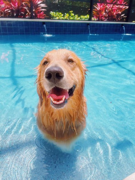 Golden Retriever Photos, Aesthetic Golden Retriever, Preppy Dog, What A Beautiful World, Pets 3, Lovely Creatures, Cute Dogs And Puppies, Cute Animal Photos, Cute Animal Videos