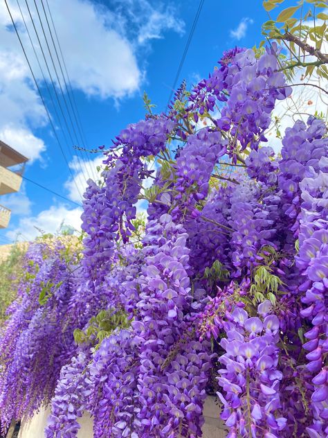 Chinese Wisteria Flowers in Amman Jordan Very Pretty Purple Vibrant Flowers Taken By Me. #amman #jordan #flowers #wisteria #purple #pretty #vibrant #cute Purple Wisteria Aesthetic, Wisteria Photography, Sophie Aesthetic, Kai Core, Wisteria Trees, Fantasy Palace, Spring Backgrounds, Purple Flowering Tree, Chinese Wisteria