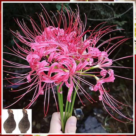 2pcs mandarava Bulbs Bana Lycoris Radiata Bulbs Nerine Bowdenni Bulbs Red Bowden Lily Bulbs Red Spider Lily Hardy Nerines Bulbs Easy to Plant Red Cornish Lily Bulbs .Diameter: 1.2in. (Pink) Pink Spider Lily, Tree Lily, Lycoris Radiata, Pink Spider, Fall Gardening, Red Spider Lily, Spider Lily, Red Spider, Lily Bulbs