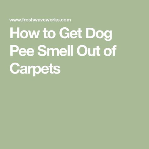 How to Get Dog Pee Smell Out of Carpets