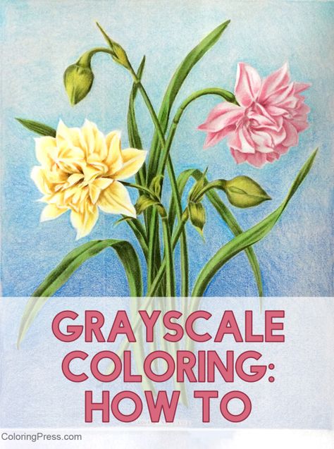 Grayscale Coloring Tutorial: Basic How To – Coloring Press How To Color Grayscale, Grayscale Tutorial, Animal Coloring Sheets, Colored Pencil Lessons, Greyscale Colour, Colouring Tips, Colored Pencil Art Projects, Watercolor Pencil Art, Blending Colored Pencils