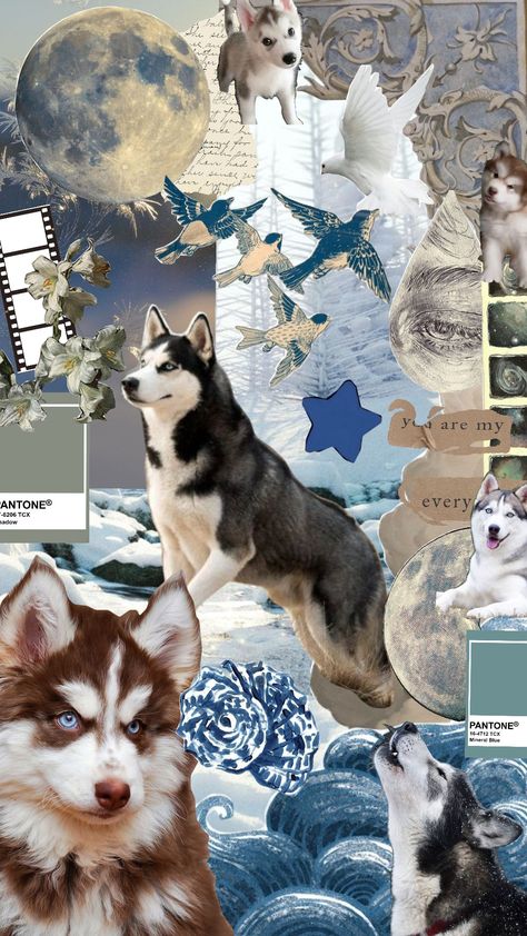 husky aesthetic idk #husky #therian #dog #blueaesthetic Husky Wallpaper Aesthetic, Aesthetic Husky, Husky Aesthetic, Husky Wallpaper, Husky Pictures, Holidays Wallpaper, Dog Background, Husky Funny, Holiday Wallpaper