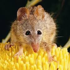 Honey Possum, Australian Animals, Creature Feature, Silly Animals, Weird Animals, Rodents, Cute Creatures, Western Australia, Cute Funny Animals