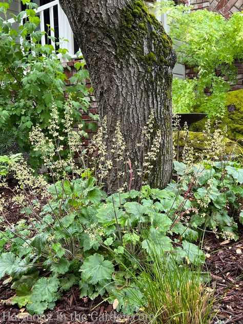 Under Oak Tree Landscaping, Oak Trees Landscaping, Dry Shade Plants, Red Oak Tree, Plants Under Trees, Landscaping Around Trees, Redbud Tree, Sycamore Tree, Native Plant Gardening