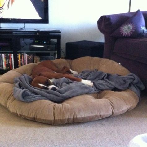 Huge Dog Bed, Dog Bed Big, Dog On Bed, Big Dog Bed, Papasan Cushion, Big Dog Beds, Cheap Dog Beds, Extra Large Dog Bed, Walmart Bedding