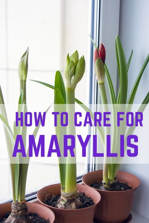 Amaryllis Care, Potting Ideas, Amaryllis Plant, Orchid Plant Care, Amaryllis Flowers, Household Plants, Plant Care Houseplant, Amaryllis Bulbs, Inside Plants