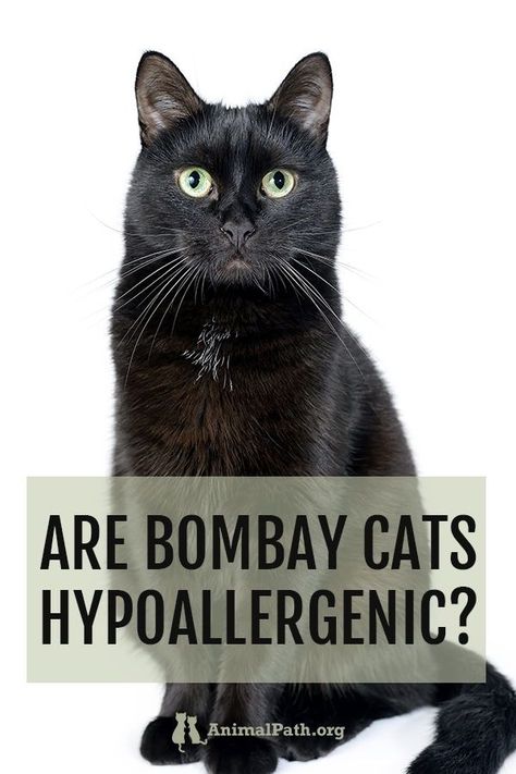 Bombay Kitten, Cat Allergy Remedies, Cats Hypoallergenic, Cat Breeds Hypoallergenic, Hypoallergenic Cats, Bombay Cat, Cat Allergies, Cat Shedding, Paw Pads