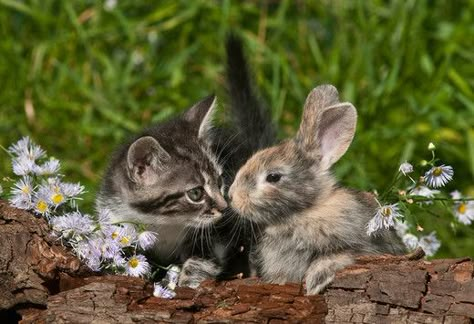 Kitty And Bunny, Cat And Bunny, Unlikely Friends, Cute Bunny Pictures, Cat Hug, Bun Bun, Bunny Pictures, Cute Animal Photos, Sweet Animals