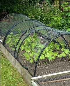 Nylon and wire netting protection from rabbits and pigeons on plastic supports above raised bed Editorial Wallpaper, Landscaping Perennials, Garden Editorial, Rectangular Garden, Raised Vegetable Gardens, Wire Netting, Runner Beans, Minimalist Garden, Veg Garden