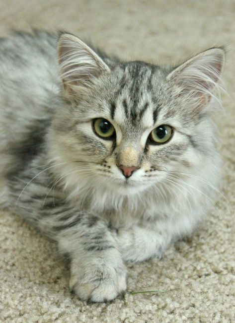 Luna the Siberian - white and gray/silver Siberian kitten. Read more: glamorable.com | via @glamorable Gray Siberian Cat, Chantilly Cat, Siberian Cats, Polydactyl Cat, Grey And White Cat, Cute Cat Breeds, Siberian Cat, Lovely Cat, Cat Breed