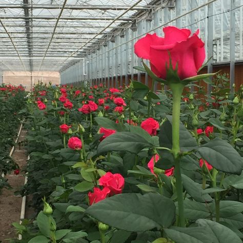 Rose Cultivation, Flower Farming, Hot Shots, Flower Farm, Hydroponics, Roses, Writing, Plants, Flowers