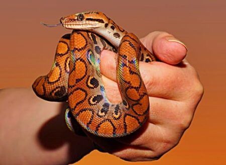 Brazilian Rainbow Boa, Snake Breeds, Red Tail Boa, Rosy Boa, Red And Black Snake, Pet Snake, Vivarium, Animal Species, Pet Insurance