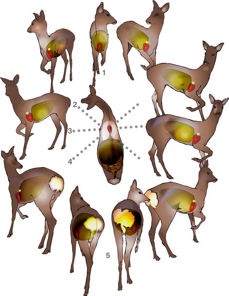 Shot placement | Best Practice Guidance Deer Shot, Small Deer, Wild Deer, Anatomy Reference, Deer Hunting, Best Practice, Hunting Fishing, The Great Outdoors, Anatomy