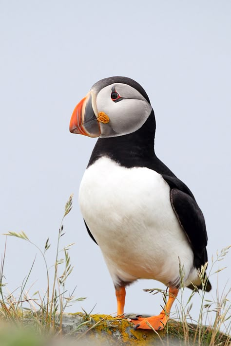 Le Macareux moine Puffin Art, Regard Animal, Atlantic Puffin, Puffins Bird, Airbrush Art, White Bird, Bird Pictures, Exotic Birds, Bird Drawings