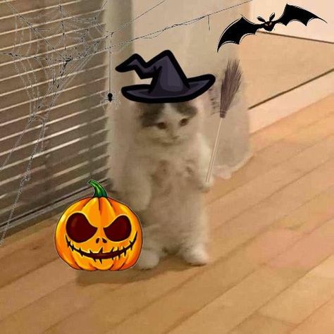 Cute Cat Matching Pfp, Cat Matching Pfp, Cat Banner, Cat Edit, Pfp Cat, Witchy Cat, Pfp Discord, Cute Pfp, Cat Pfp