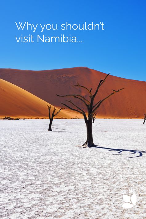 We often get asked, is it a good idea to travel to Namibia? 🇳🇦 Well, we took a closer look at why you should never travel to Namibia...Or should you? 👉 Find out more on our blog! Tree Dies, Namibia Travel, Still Standing, Travel Inspo, Nature Lover, A Tree, Many People, Climbing, Cool Stuff