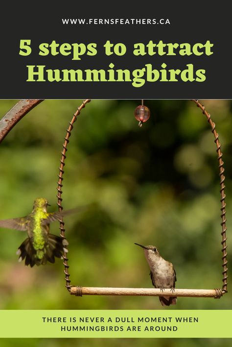 Hummingbird Perch Diy, Hummingbird Migration, Hummingbird Perch, Attract Hummingbirds, Cardinal Flower, Backyard Dreams, Hummingbird Feeder, Hummingbird Garden, Backyard Landscape